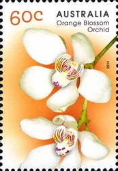 Native Orchids - Orange-blossom Orchid