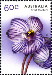 Native Orchids - Shirt Orchid