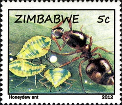 Life of Ants and Termites - Honeydew Ant