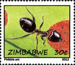 Life of Ants and Termites - Philidris Ant
