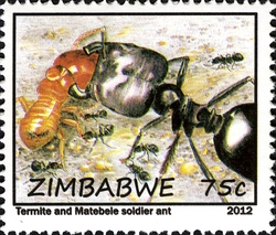 Life of Ants and Termites - Termite and Matabele Soldier Ant