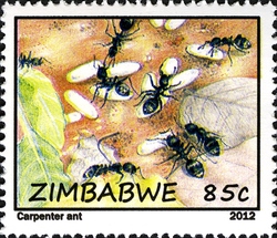 Life of Ants and Termites - Carpenter Ant