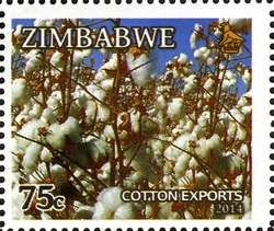 Main Export Crops of Zimbabwe - Cotton