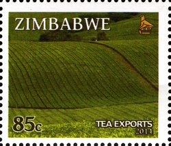 Main Export Crops of Zimbabwe - Tea