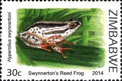 Frogs of Zimbabwe and their habitats - Swynnerton's Reed Frog (Hyperolius swynnertoni)