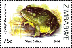 Stamp, Frogs of Zimbabwe and their habitats - Giant Bullfrog (Pyxicephalus adspersus), Zimbabwe,  