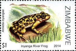 Frogs of Zimbabwe and their habitats - Inyanga River Frog (Amietia inyangae)