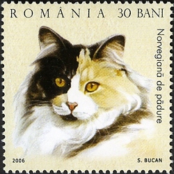 Cats - Norwegian Forest Cat