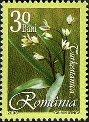 Tulips - Turkestanica