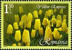 Tulips - Yellow Empress