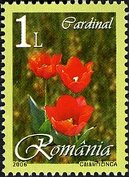 Tulips - Cardinal
