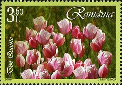 Tulips - Don Quijote