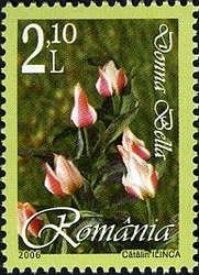 Tulips - Donna Bella