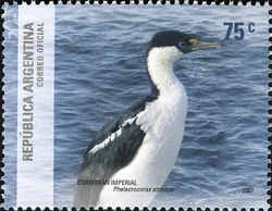 Argentine Antarctica - Imperial Cormorant