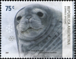 Argentine Antarctica - Weddel Seal