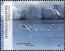 Argentine Antarctica - Antarctic Tern