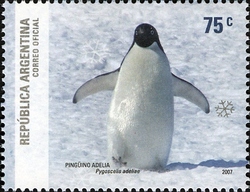 Argentine Antarctica - Adelie Penguin