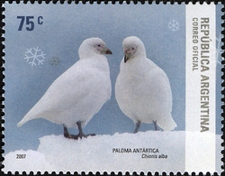 Argentine Antarctica - Snowy Sheathbill