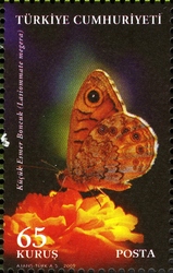 World Environment Day - Butterflies - Lassiomate megera