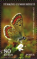 World Environment Day - Butterflies - Plebeius agestis