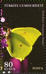 Stamp, World Environment Day - Butterflies - Gonepteryx rhamni, Turkey,  
