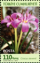 World Environment Day - Crocus stevenii