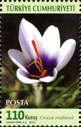 World Environment Day - Crocus mathewii