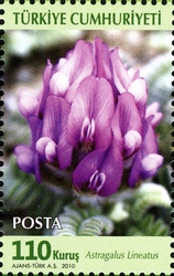 World Environment Day - Astragalus lineatus