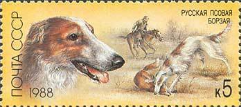 Borzoi (Canis lupus familiaris)