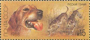 Russian Hound (Canis lupus familiaris)