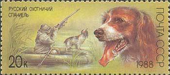 Russian Spaniel (Canis lupus familiaris)