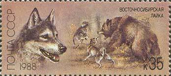 East Siberian Laika (Canis lupus familiaris)