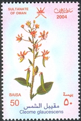 Stamp, Wild Flowers in Oman - Cleome glaucescens, Oman,  