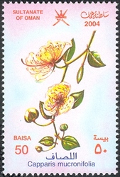 Stamp, Wild Flowers in Oman - Capparis mucronifolia, Oman,  