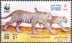 WWF - Arabian Leopard