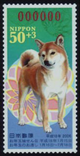 Shiba Dog (Canis lupus familiaris)