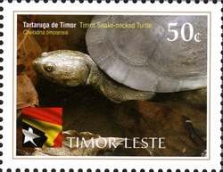 International Year of Biodiversity - Reptiles - Timor Snake-necked Turtle