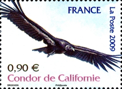 Endangered or Extinct Species - Californian Condor