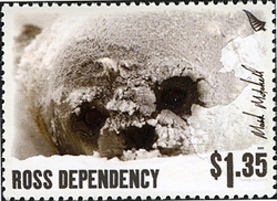 Ross Dependency - Through the Lens - Mark Mitchell - Fur Seal