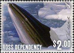 Ross Dependency - Through the Lens - Kim Westerskov - Minke Whale