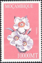 Flowers - Dianthus