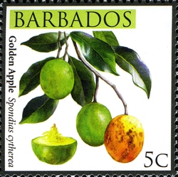 Barbados Local Fruits - Golden Apple