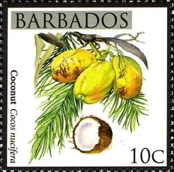 Barbados Local Fruits - Coconut
