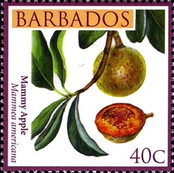 Barbados Local Fruits - Mammy Apple