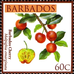 Barbados Local Fruits - Barbados Cherry