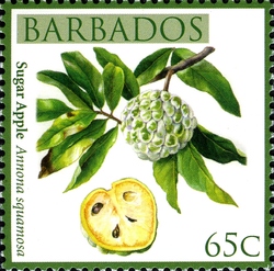 Barbados Local Fruits - Sugar Apple