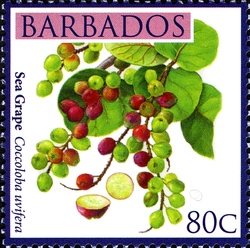 Barbados Local Fruits - Sea Grapes