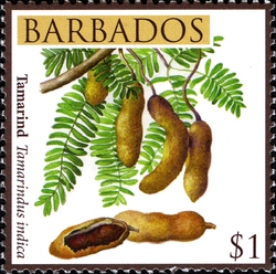 Barbados Local Fruits - Tamarind