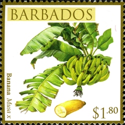 Barbados Local Fruits - Banana