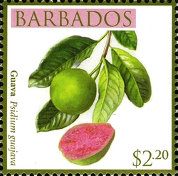 Barbados Local Fruits - Guava